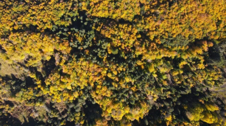 Küre Dağları’nda sonbahar esintisi! Renk cümbüşü yarattı G3