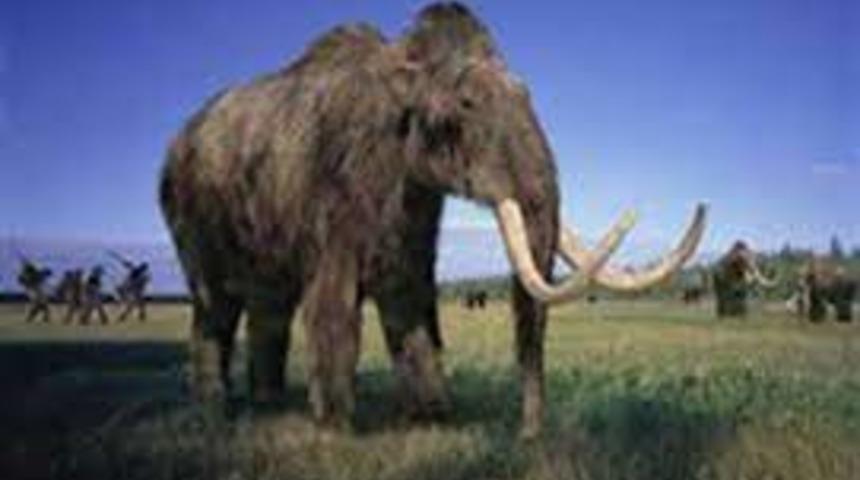 2,5 metrelik mamut dişi 5 parçaya ayrıldı