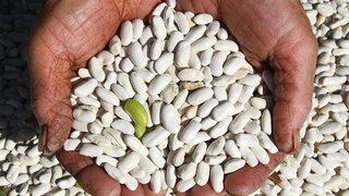 Kuru fasulye, yüz güldürmedi      