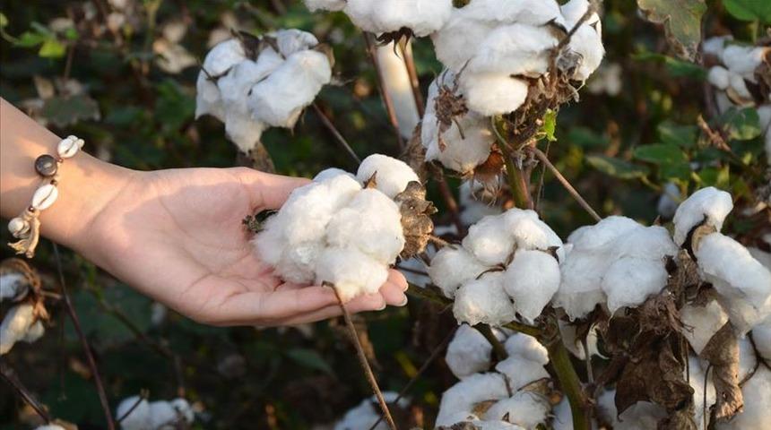 İkinci &uuml;r&uuml;n pamuk y&uuml;z g&uuml;ld&uuml;rd&uuml;