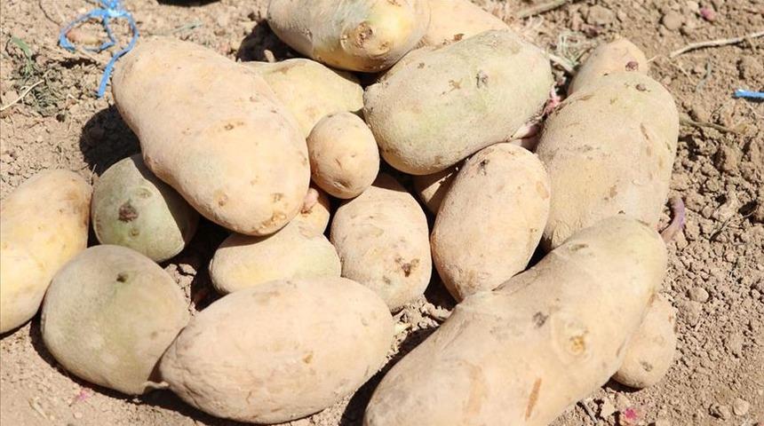 Patates de yüz güldürmedi