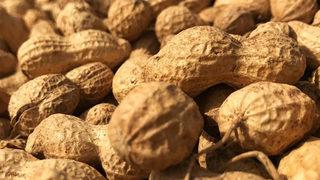 İthalat durdu, fıstık üreticisi güldü