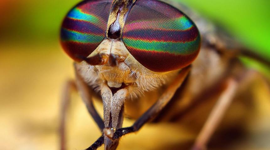 Bilim adamlarından yapay sinek gözü