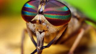 Bilim adamlarından yapay sinek gözü