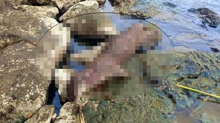 Koruma altındaydı! Su samurunu tüfekle öldürdüler: Denizde suya düşmüş düşmana bile ateş edilmez