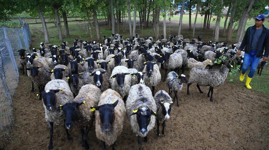 Şehir hayatından uzaklaşıp koyun yetiştiricisi oldu, şimdi talebe yetişemiyor: Bereket hiç eksilmiyor
