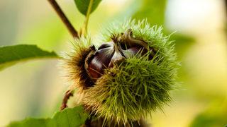 3 tanesi 1 dilim ekmek yerine geçiyor! Kestane, halsiz ve yorgun düşene şifa oluyor