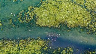 Kuşlar sıkışıp kaldı! İzmir Körfezi'nde deniz yosunu yayılıyor