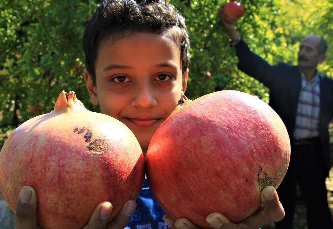 Orman Bakanlığı onayladı! Keben narının tadına bakan hediye g&ouml;nderiyor, bakın sırrı neymiş