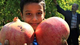 Orman Bakanlığı onayladı! Keben narının tadına bakan hediye gönderiyor, bakın sırrı neymiş