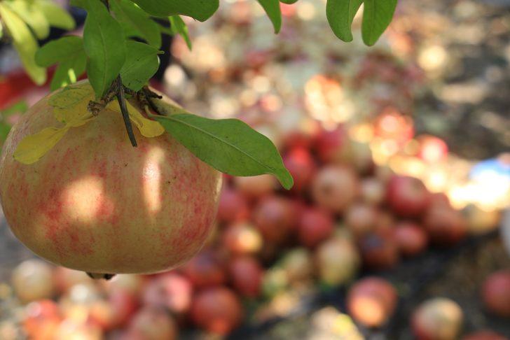 Orman Bakanlığı onayladı! Keben narının tadına bakan hediye gönderiyor, bakın sırrı neymiş G1