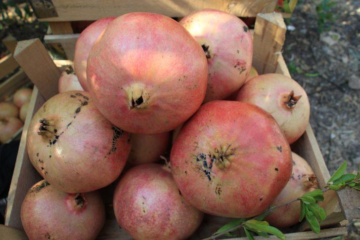 Orman Bakanlığı onayladı! Keben narının tadına bakan hediye gönderiyor, bakın sırrı neymiş G2