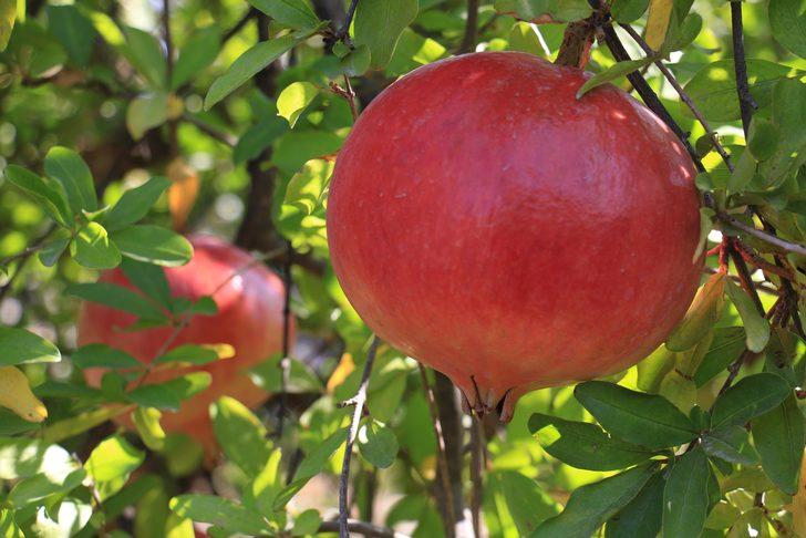 Orman Bakanlığı onayladı! Keben narının tadına bakan hediye gönderiyor, bakın sırrı neymiş G3
