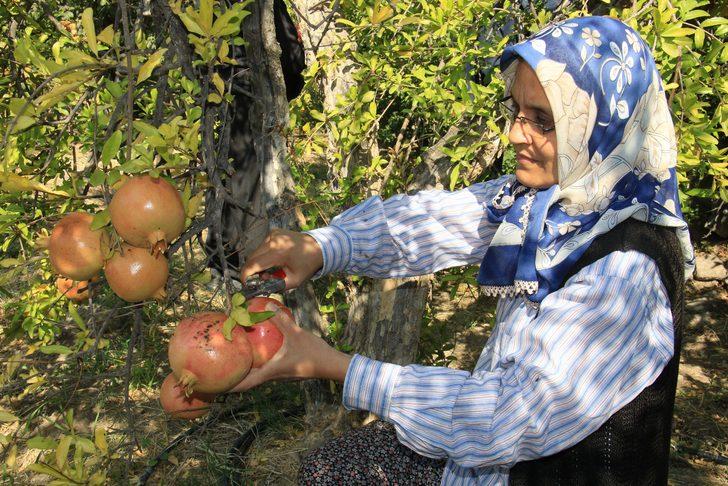 Orman Bakanlığı onayladı! Keben narının tadına bakan hediye gönderiyor, bakın sırrı neymiş G4