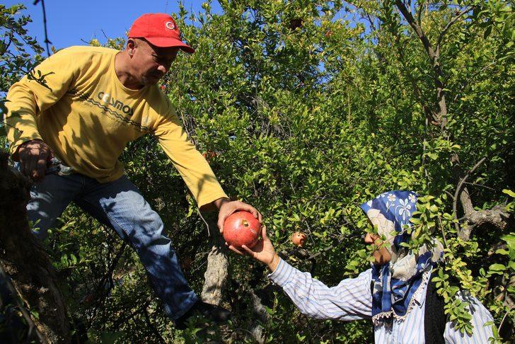 Orman Bakanlığı onayladı! Keben narının tadına bakan hediye gönderiyor, bakın sırrı neymiş G5