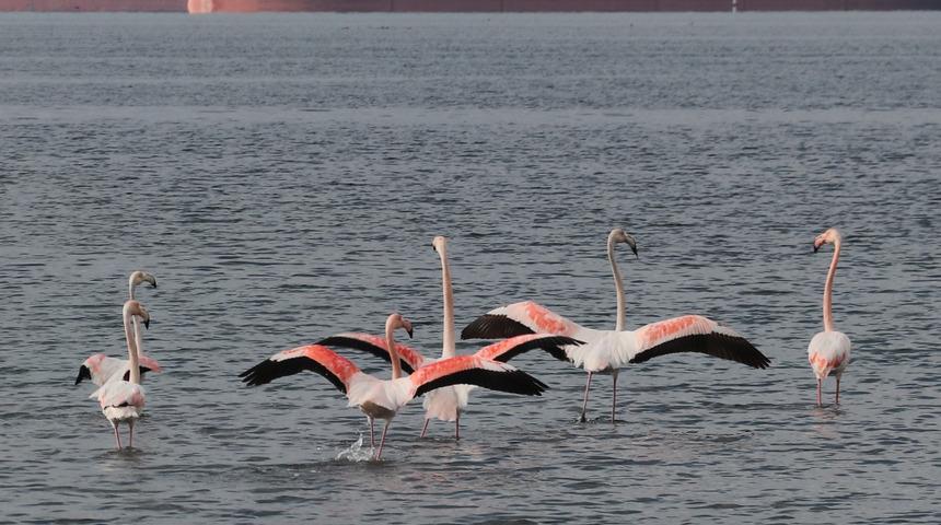 Flamingolar başka bir yere göç etmiyorlar: Onlar artık İzmit çocuğu!