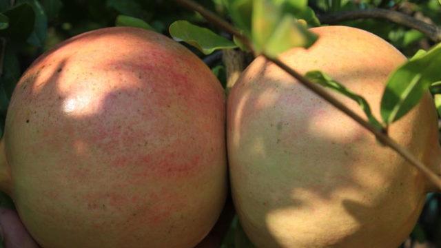 Dededen kalma 40 yıllık ağaçta yetişiyor! Gören şaşırıyor, bu narların tanesi 1,5 kilo