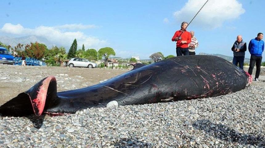 Dev balina sahile vurdu