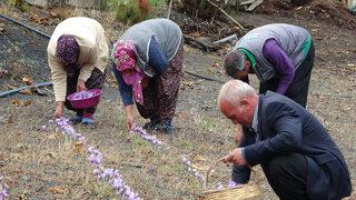 Tüm mahalle bunun için çalışıyor! Altın neyse safran da o: Gramı 50 TL'ye satılıyor