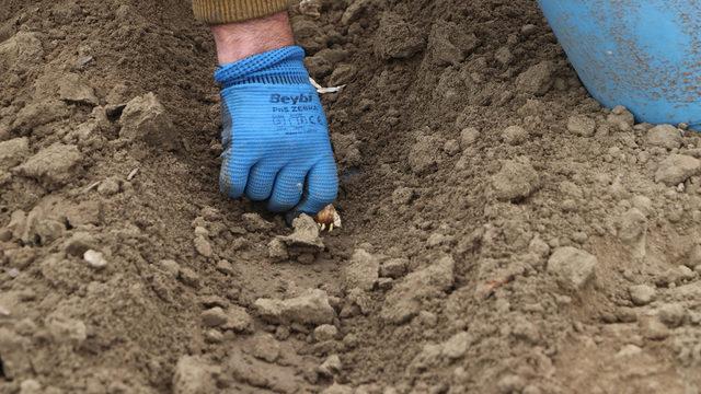 Üretimine Edirne'de başlandı! Pazar sıkıntısı yok: 30 kat fazla kazandırıyor