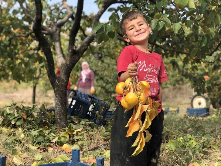 Cennet hurması üreticisi siparişlere yetişemiyor! Bir mahalleyi açık hava fabrikasına çevirdi G2