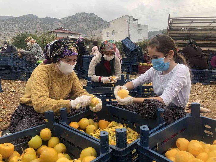 Cennet hurması üreticisi siparişlere yetişemiyor! Bir mahalleyi açık hava fabrikasına çevirdi G5