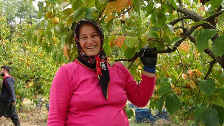 Cennet hurması üreticisi siparişlere yetişemiyor! Bir mahalleyi açık hava fabrikasına çevirdi G1