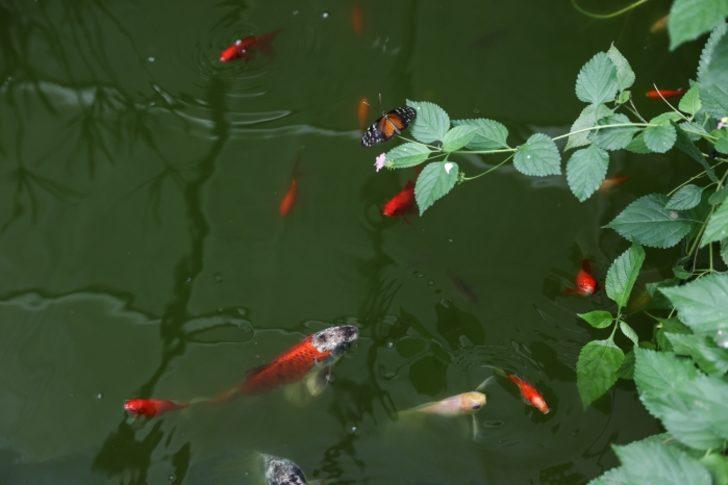 İngiltere seyahati ilham oldu! Kelebek çiftliğini İstanbul’da kurdu G1