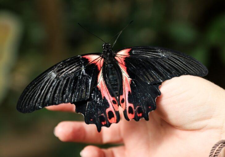 İngiltere seyahati ilham oldu! Kelebek çiftliğini İstanbul’da kurdu G2