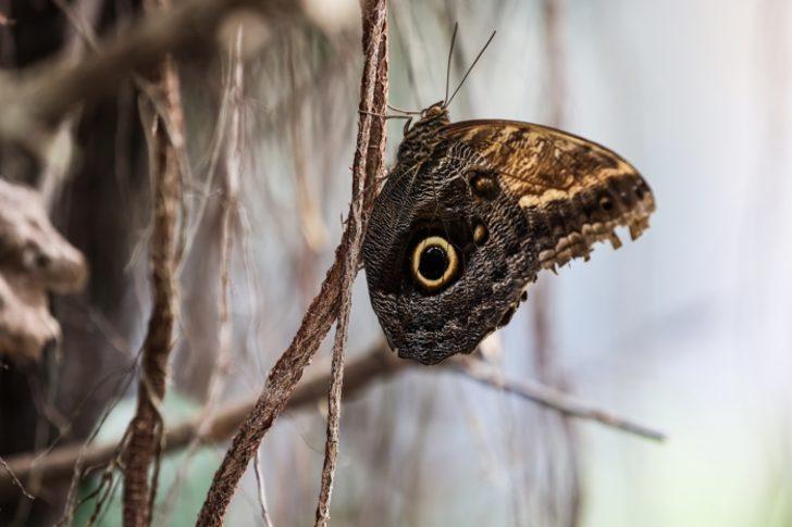 İngiltere seyahati ilham oldu! Kelebek çiftliğini İstanbul’da kurdu G3
