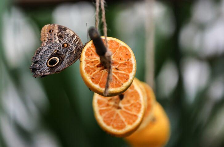İngiltere seyahati ilham oldu! Kelebek çiftliğini İstanbul’da kurdu G5