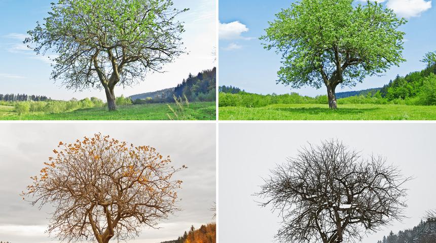 Dört mevsim değişiyor: Yazlar uzuyor, kışlar kısalıyor! Bizi nasıl bir dünya bekliyor?