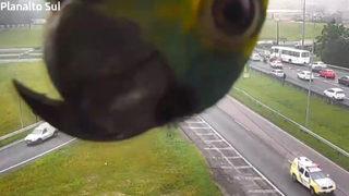 Sevimli papağanın güvenlik kamerasıyla gülümseten oyunu! Görüntüler viral oldu