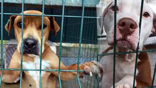 'Yasaklı ırk' köpeklere ömür boyu hapis: Kabul edilebilir değil