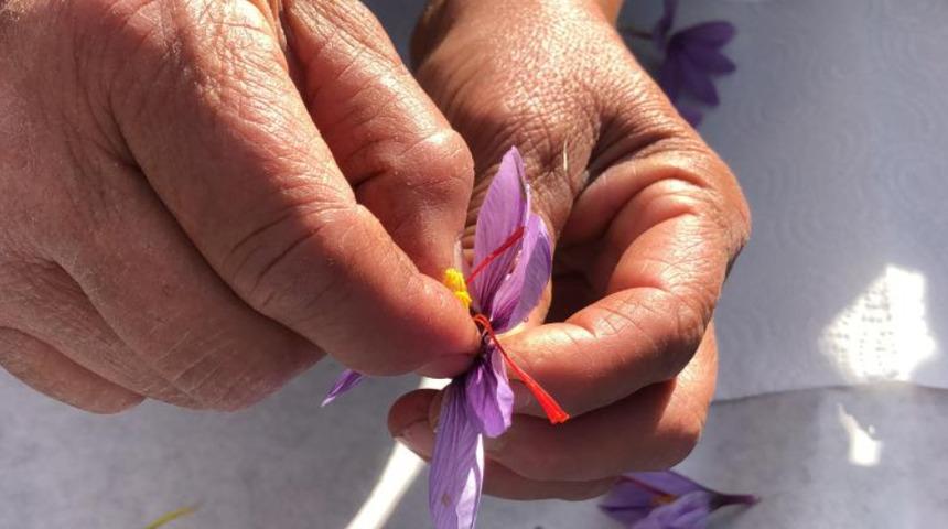 Dünyanın en pahalı baharatı! Yanına kimse yaklaşamıyor: Kilosu 75 bin lira