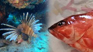 Kıyılarımızda Kızıldeniz Barbunu istilası