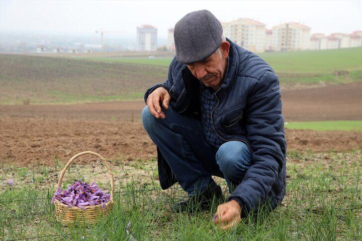 Hobi olarak üretimine başladığı safran soğanı talebine yetişemiyor G1
