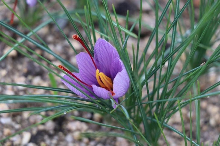 Hobi olarak üretimine başladığı safran soğanı talebine yetişemiyor G2
