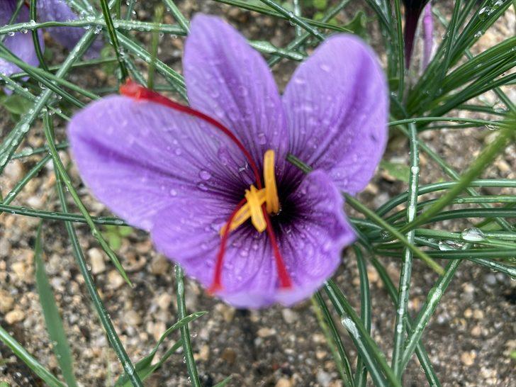 Hobi olarak üretimine başladığı safran soğanı talebine yetişemiyor G3