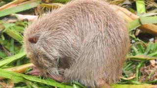 Ana vatanı Güney Amerika! Edirneliler şaşkın, görenler fare zannediyor