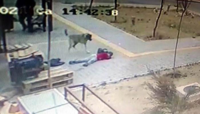 Kayseri'de köpek dehşeti! Yolda yürüyen çocuğa böyle saldırdı
