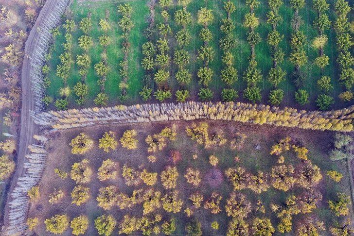 Türkiye'nin doğusundaki kayısı bahçeleri sonbahar renklerine büründü G1