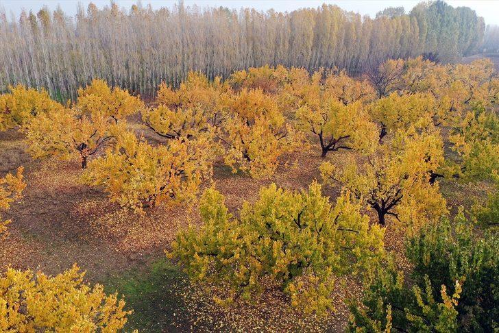 Türkiye'nin doğusundaki kayısı bahçeleri sonbahar renklerine büründü G2