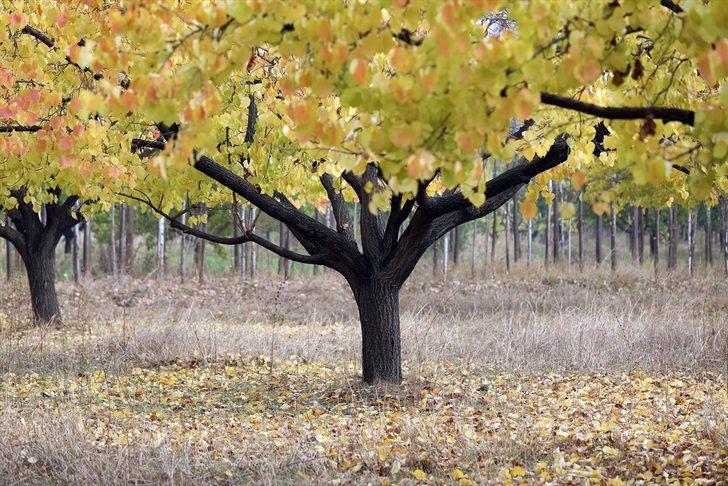 Türkiye'nin doğusundaki kayısı bahçeleri sonbahar renklerine büründü G3