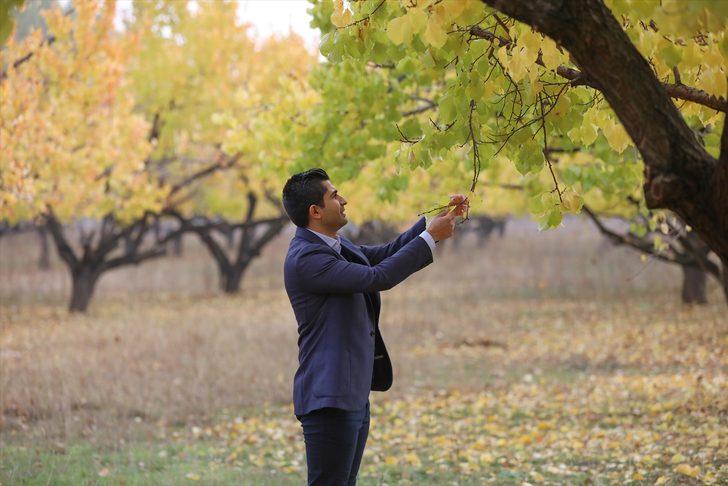 Türkiye'nin doğusundaki kayısı bahçeleri sonbahar renklerine büründü G4