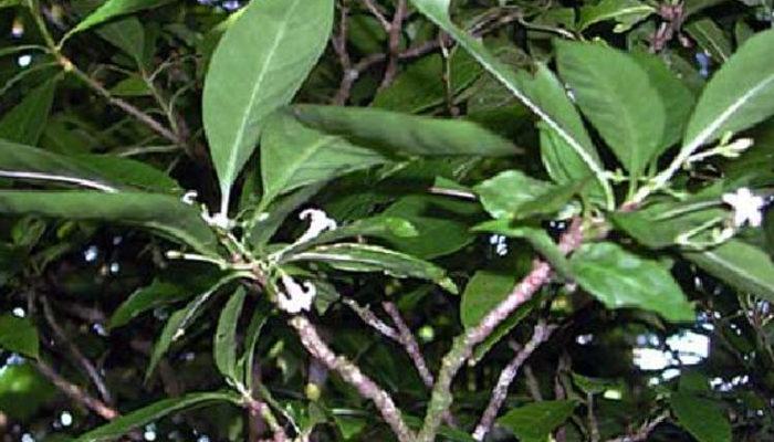 Mucize bitki Matalafi, bilim insanları tarafından onaylandı! Birçok hastalığa şifa oluyor