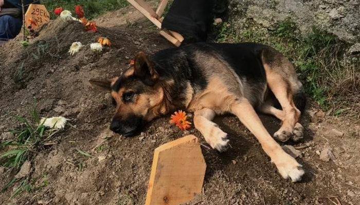 Vefalı köpek, ölen sahibinin mezarı başından bir an olsun ayrılmıyor