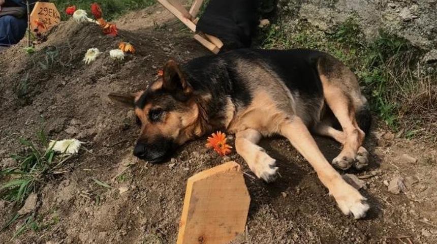 Vefalı köpek, ölen sahibinin mezarı başından bir an olsun ayrılmıyor
