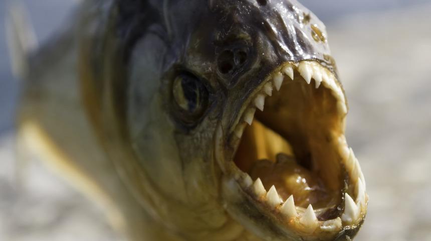 Korkunç olay! Arı sürüsünden kaçmak istedi piranalara yem oldu