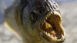 Korkunç olay! Arı sürüsünden kaçmak istedi piranalara yem oldu